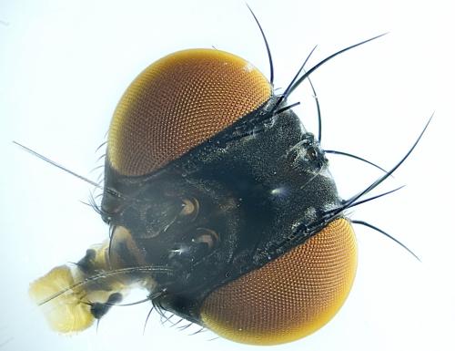 Réf. 301 914 : Hexomyza simplicoides